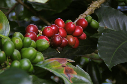 Coffee Beans vs Cocoa Beans. The History Behind the Perfect Bean